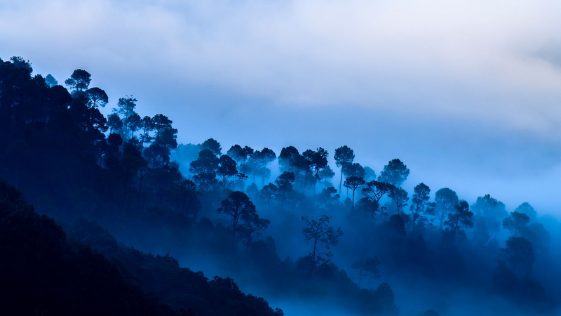 clouds, trees, 1080P, India, Kausani, Uttarakhand, mountains, fog