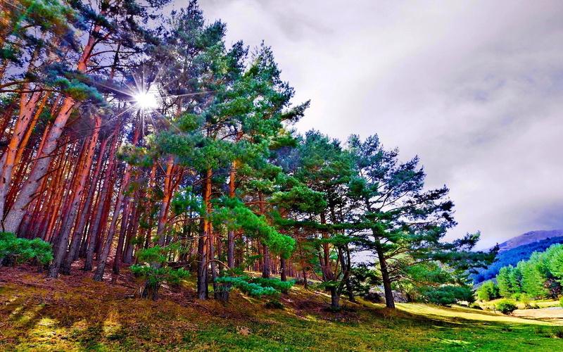 forest, hills, grey skies, nature and landscapes, sunburst, 1080P