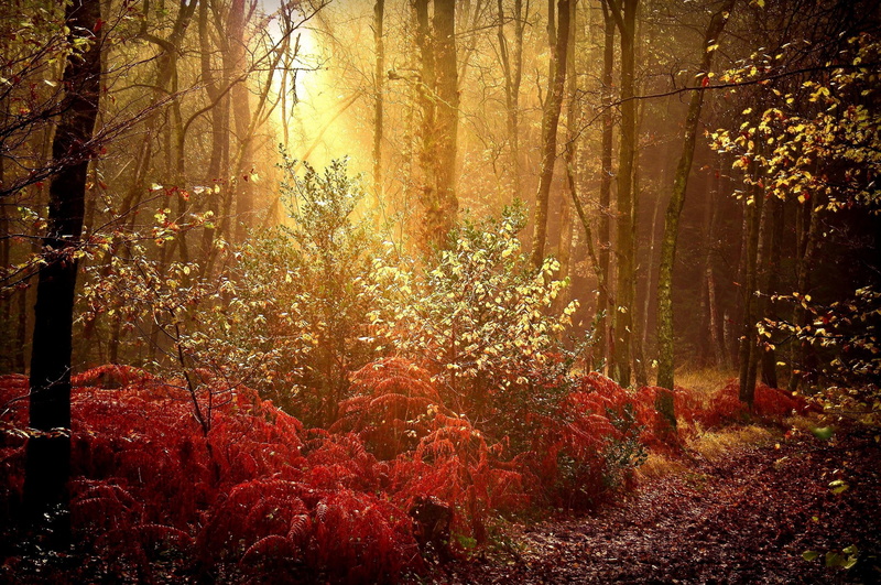 rays, beautiful, autumn, blaze, sunburst, 3d and abstract, colorful, 2K