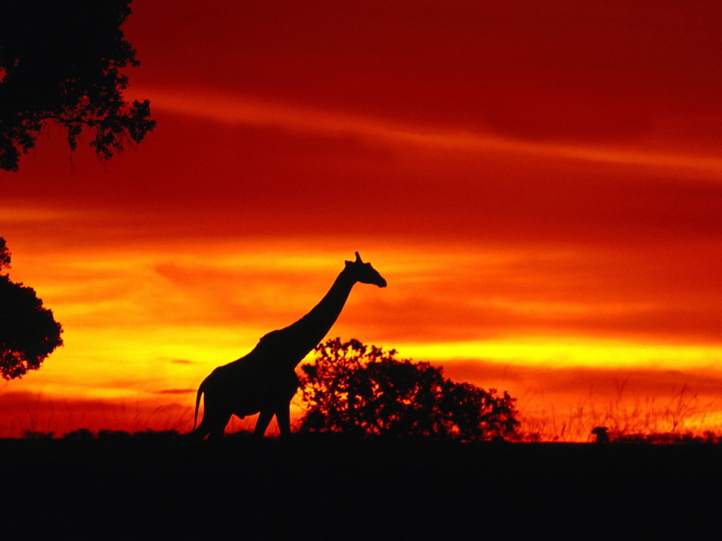 sunburst, 720P, giraffe, photograph, dusk, journey