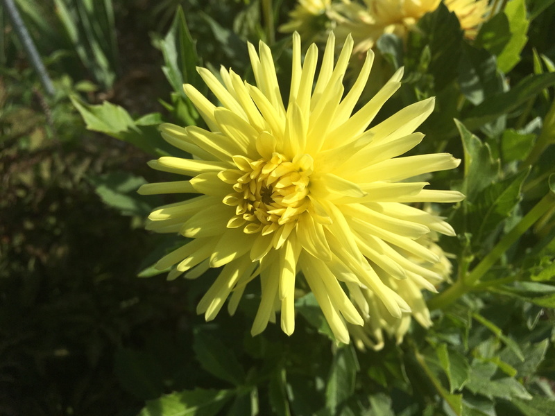 cactus form, fragility, plant, beauty In Nature, Cactus, inflorescence, vulnerability, Ferncliff, freshness, flowering plant, Form, summer, flower, yellow