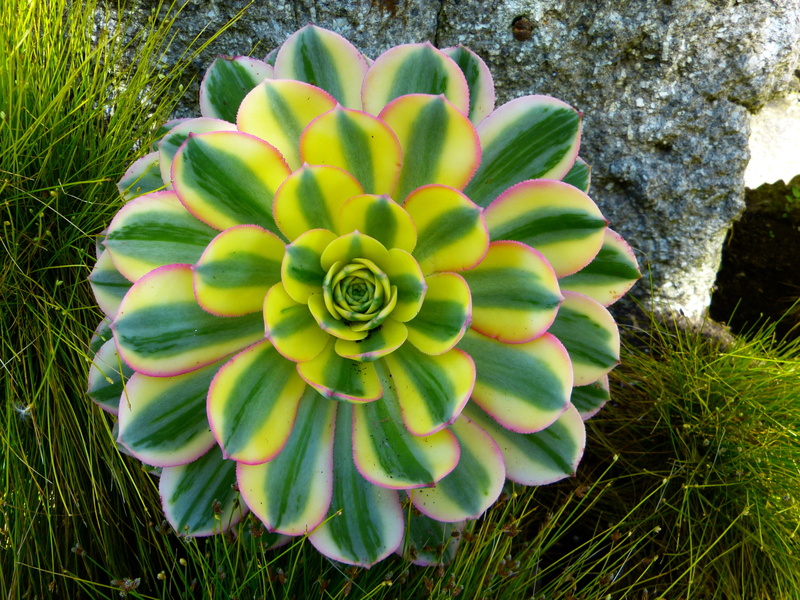 aeonium, field, 4K, grass, yellow, green, flowering plant, flower head, day, growth, succulent plant, rosette, green color, nature, no people, thick sheet greenhouse