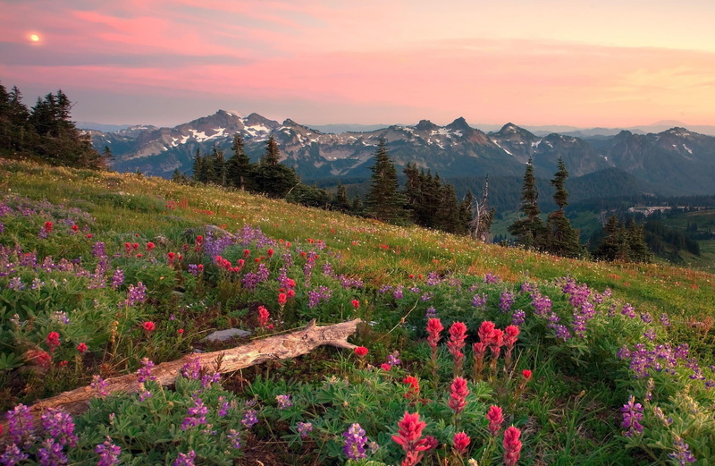 celosia, hills, 1080P, flowers, mountains, 3d and abstract, mountain, pink, field
