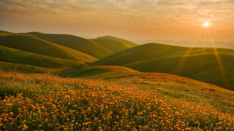green, environment, plant, scenics - nature, yellow flowers, mountain range, flower, sunset, sunbeam, flowers, hills, no people, mountain, 1080P, Sun