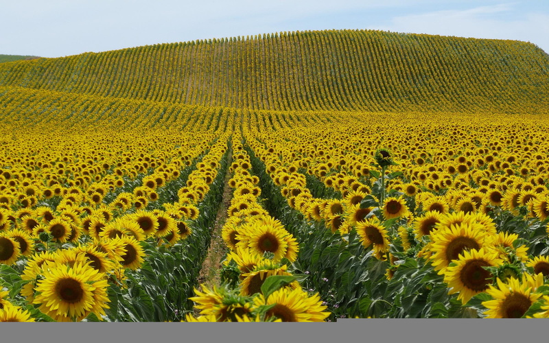 yellow, hills, landscapes, flowers, 1080P, sunflowers, nature, plants, fields, petals, hd