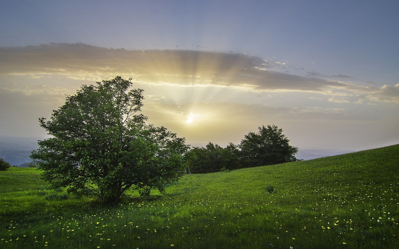 field, clouds, landscape, sunlight, flowers, 1080P, trees, Italy, nature, hills, grass