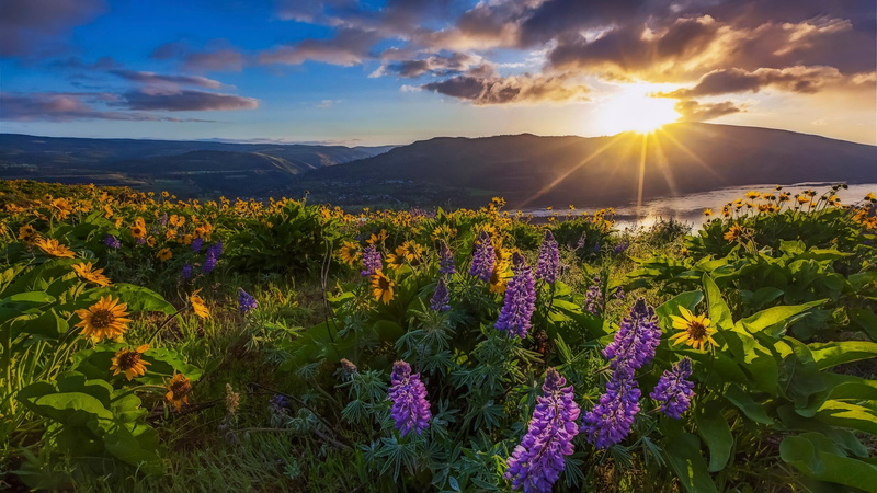 1080P, hills, landscape, sunlight, flowers, purple flowers, yellow flowers