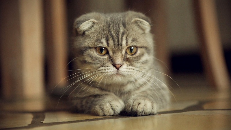 kitten, focus on foreground, animal themes, feline, pets, domestic, animal, animal head, domestic animals, whisker, animal eye, no people, cat, looking at camera