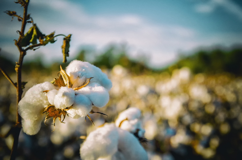 cotton, close-up, flower, flowering plant, shift, freshness, springtime, lens, softness, 4K, tilt, plant, fragility, white color, agriculture, no people