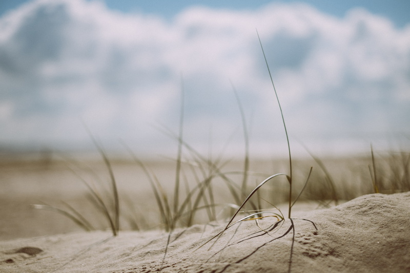 cloud, marram grass, photography, beach, 4K, sand, tranquility, landscape, nature, scenics - nature, day, close-up, shift, tilt, dune, grass, shadow, ocean