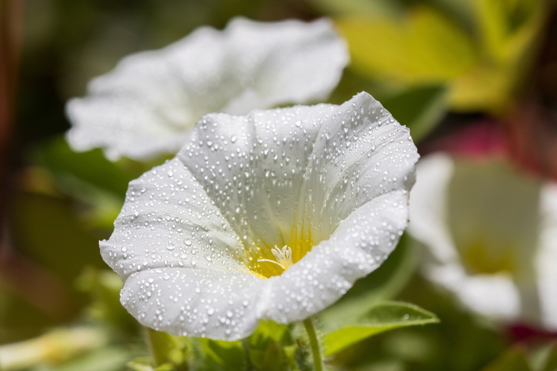 5K, fleur, shift, belle de jour, leaf, morning dew, nature, photo, la, Sous, tilt shift, tilt, white, spring, petal, flower, white flower, flower Head