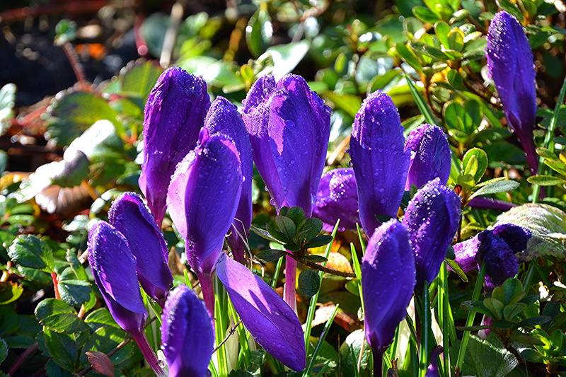 lens, blue, flower, 4K, plant, flowers, Crocuses, photography, purple, tilt, petal, nature