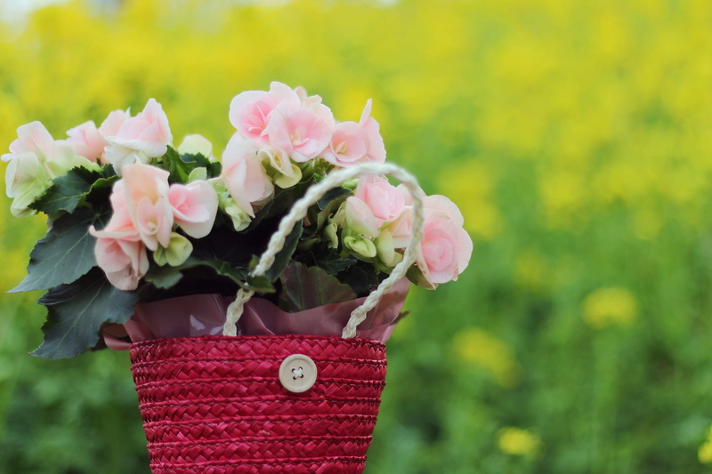 flowering plant, focus on foreground, shift, springtime, freshness, flower arrangement, plant, bouquet, outdoors, petal, plant part, no people, pink, wicker basket
