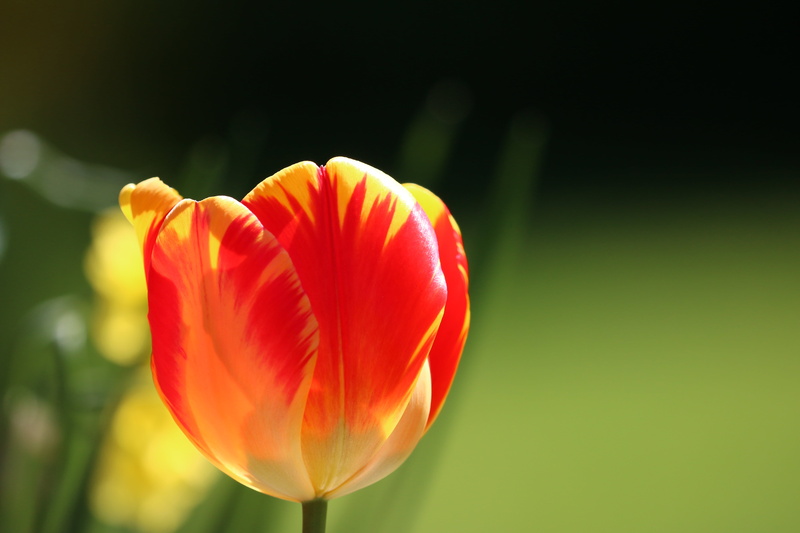 6L, red, tilt shift lens, close-up  photography, beauty In Nature, flower Head, nothing_else, II, photography, yellow, flickr, tulip, lens, 70D, flower
