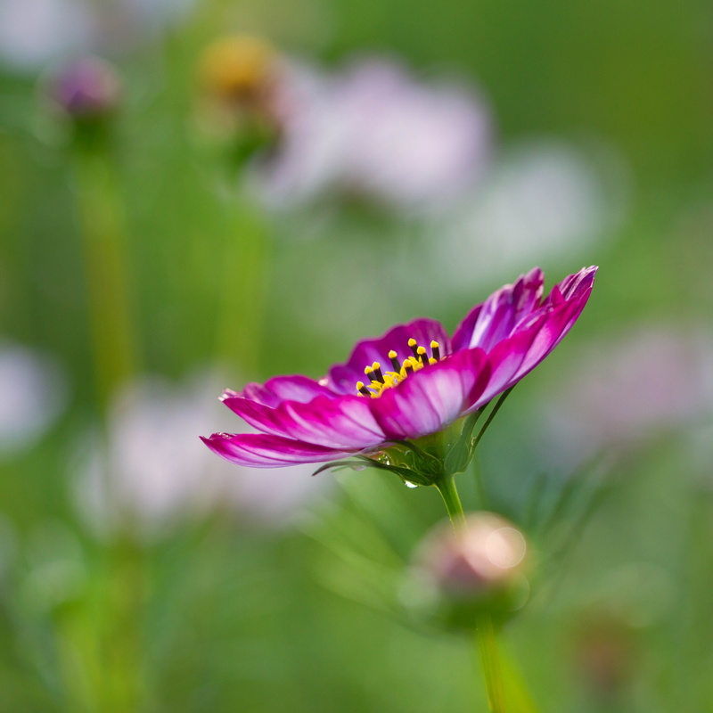 white, 2K, close-up, photo, macro, white flower, cosmos, plant, pink, springtime, shift, tilt, flower, Denver Botanic Gardens, closeup, Snow, petal, bokeh
