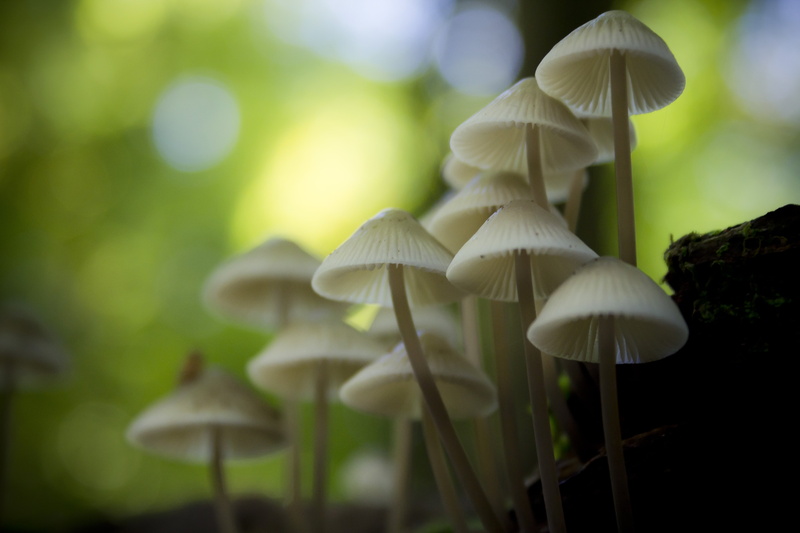 close  up, fungi, plant, white mushrooms, tilt shift lens, autumn, macro, white, tilt, canon, shift, mushrooms, lens, nature, mushroom, 5K, photo, 600d