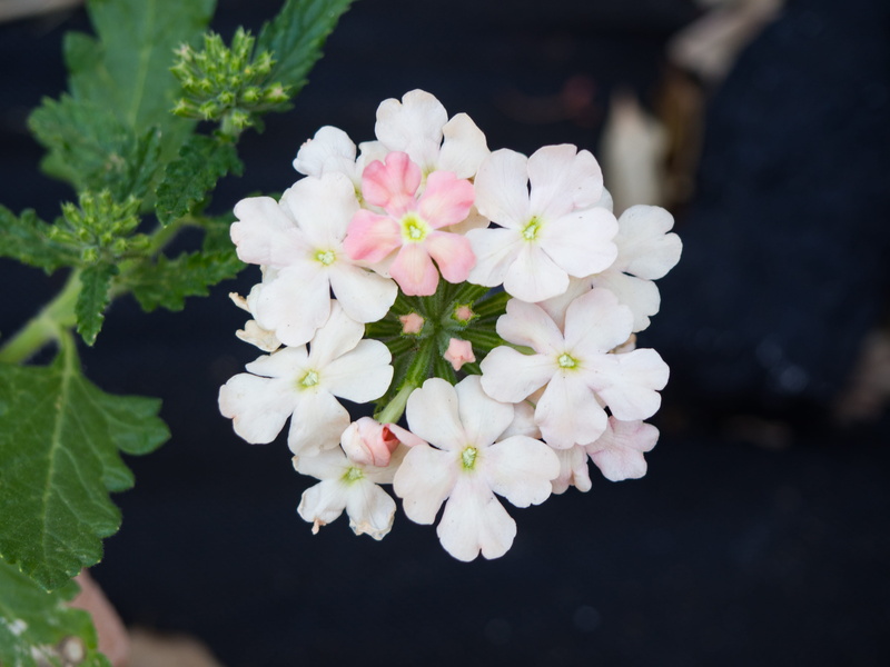leaf, pink Color, vulnerability, outdoors, flower, petal, inflorescence, pollen, White, Summer, close-up, green, growth, Garden, springtime, fragility