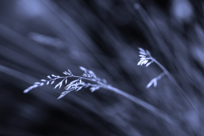 lens, leaves, photography, plant, schwarzer, Shadow of the day, Gräser, dark, 5K, nature, tilt, backgrounds