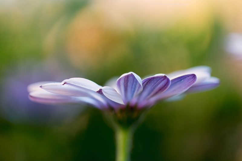 tilt, Stacker, Zerene, flower Head, nature, springtime, floral, 5K, plant, daisies, focus stacking, outdoors, freshness, purple, summer, lens, flower  flower