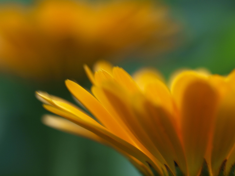 Natur, Essen, blossom, butterflies, flowers, micro, Gladbeck, Oberhausen, sky, mushroom, Blume, Wesel, Bottrop, Bienen, Blätter, red  green  blue, Köln