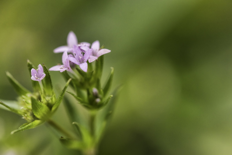 colors, EOS, Topaz, Depth of Field, Venus, Close up, springtime, Spring, Bluet, Bokeh, plant, macro shot, shot, DOF, flower, Texas, Pride, Purple, close-up