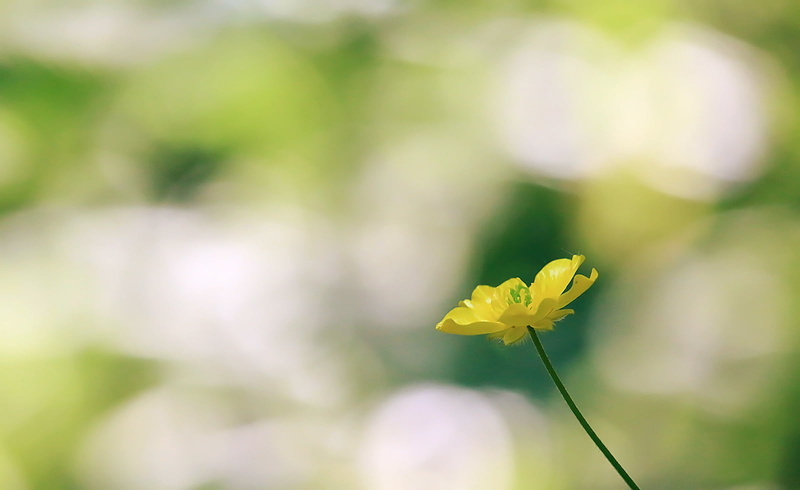 Light, WOW, focus, Noon, photography, Composition, Rebel, Flower, selective, summer, Depth of field, petaled, Plant, daytime, DSRL, Montreal, Life, Bokeh