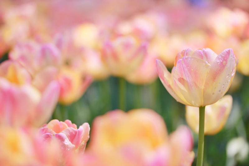 summer, no people, flower, backgrounds, petal, close-up, vulnerability, multi Colored, photography, fragility, day, flower arrangement, shift, lens, tulip