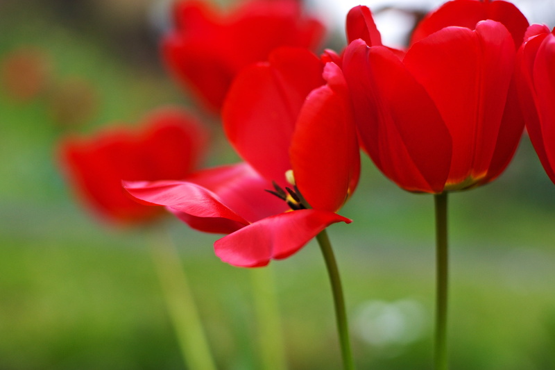photography, close-up, green Color, Tulips, flower Head, flowerbed, 2K, vibrant Color, yellow, nature, outdoors, springtime, shift, flowers, petal, multi Colored