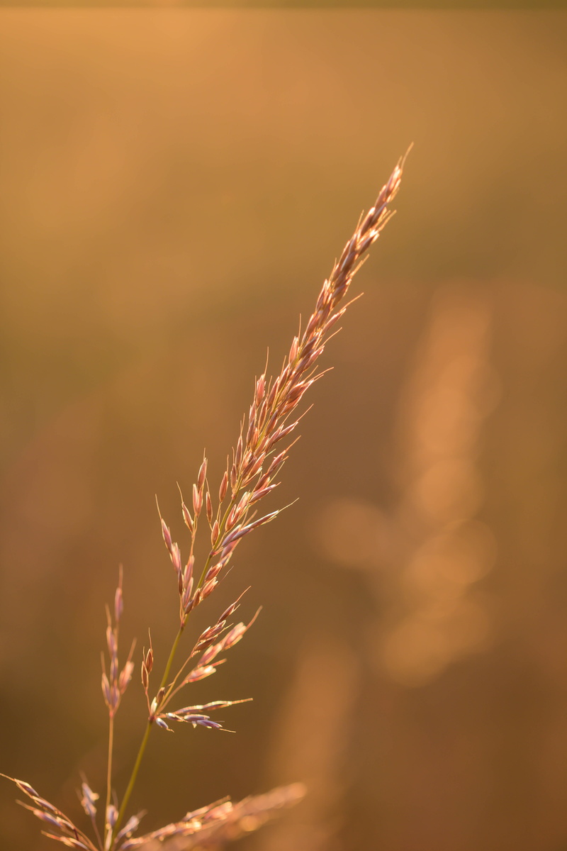 lens, macro, aperture, iso_speed, ƒ / 2,8, near, crop, mm, canon eos, geo:location, 5K, Söderslätt, cereal Plant, agriculture, wheat, morning light, exif