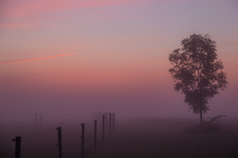 fog, countryside, tree, Söderslätt, 5K, gray, country, aperture, sunrise, geo, s18, canon eos, state, focal_length, ef, city, landskap, model, mm, ƒ / 5