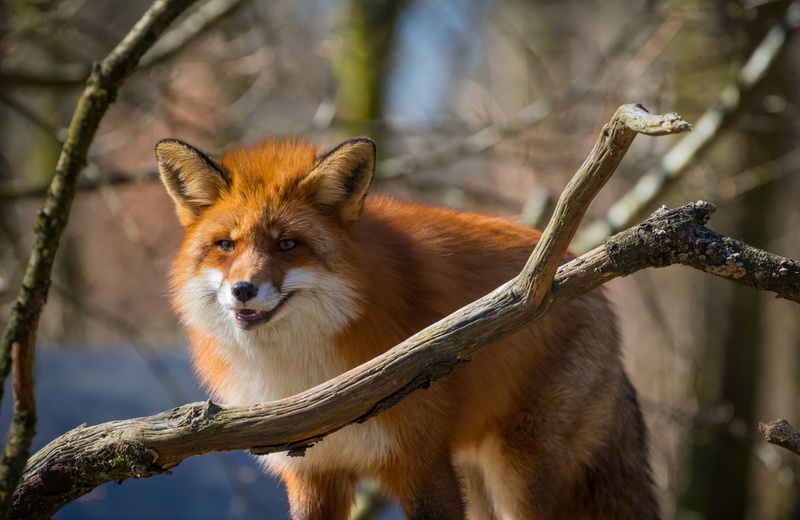 lens, carnivore, mm, exif, city, brown, ƒ / 5, tree, usm, animals In The Wild, wolf, state, forest, nature, aperture, mammal, wildlife, räv, 6l, f/4, model