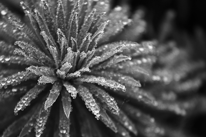 USM, Saturated, fog, 4L, harwell, selective focus, close-up, nature, Canon EF 70-200mm, Canon EF, grayscale, selective, photography, flower, Canon EOS 7D