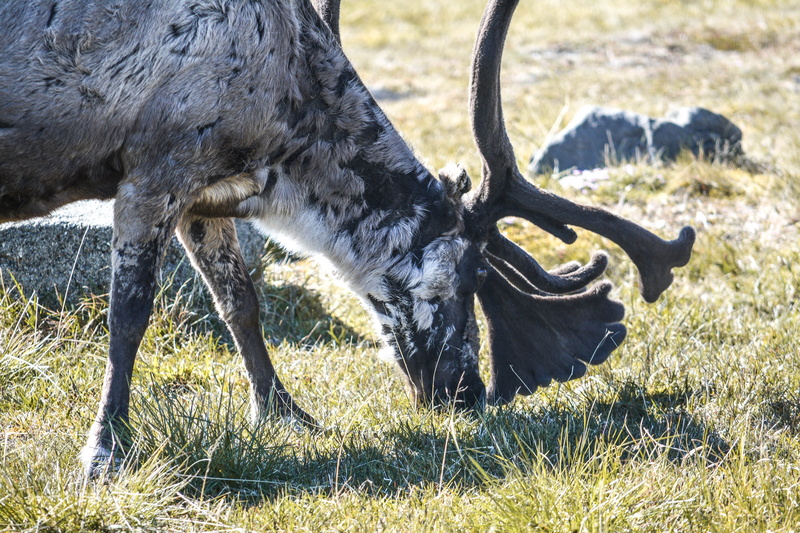 sweden, renntier, land, deer, nikon, norwegen, day, nikond5200, no people, animal themes, lightroom cc, animal, livestock, field, plant, animal wildlife
