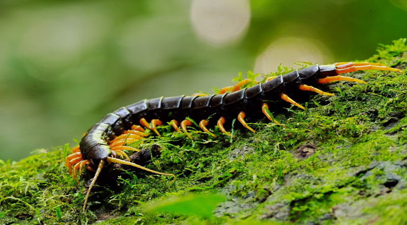 invertebrate, black, close-up, krachan, land, one animal, Thailand, animals in the wild, Animals, animal themes, reptile, Giant, centipede, wildlife, macro