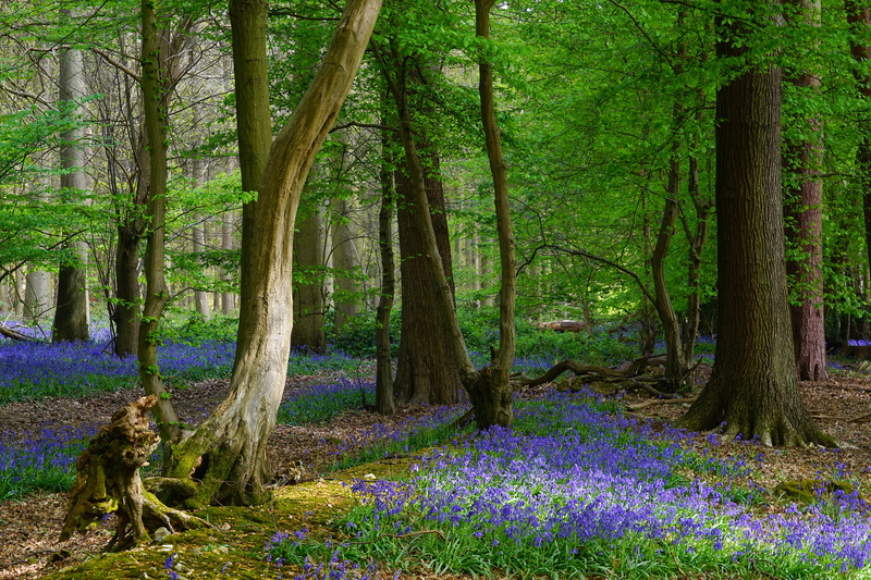 English, trees, woodland, 5K, forest, British, bluebell wood, United KIngdom, Langley, Britain, spring, UK, nature, wild flower, petaled, Hertfordshire