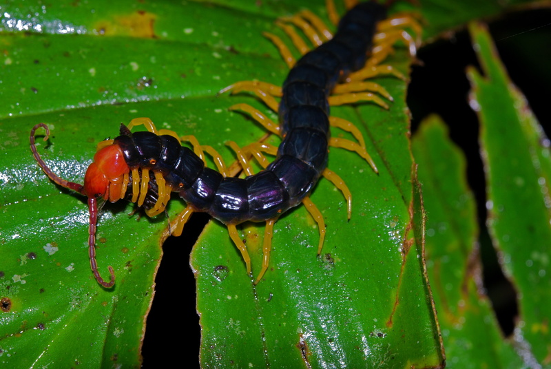 4K, centipede
