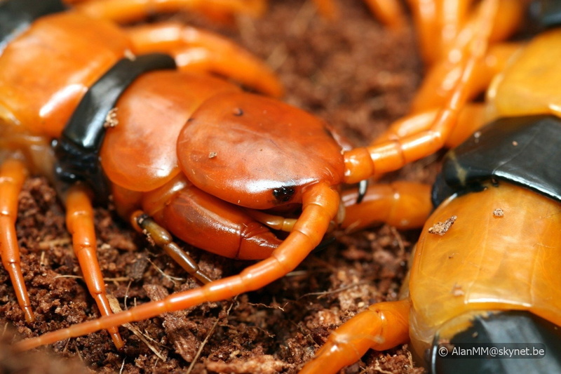 Centipede, Animal, 720P