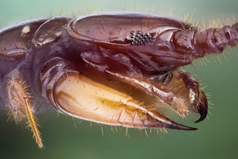 Animal, Centipede, 4K
