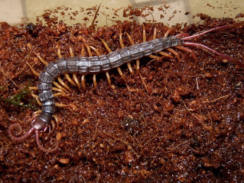 1080P, Animal, Centipede