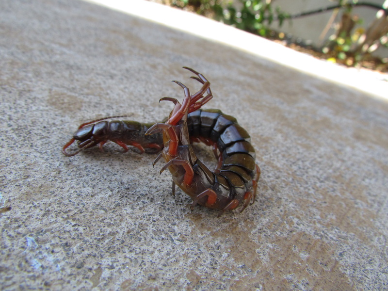 Animal, Centipede, 4K