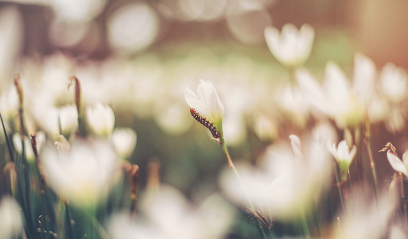 petal, photography, selective, stem, close-up, 5K, outdoors, snowdrop, focus, animal themes, worm, pollination, centipede, soft, white, nature, scenic