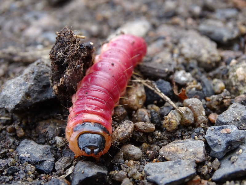 caterpillar, solid, pupa, the larva, natural, rock, animal themes, animals in the wild, outdoors, high angle view, clay, rhinestones, 5K, day, maggot