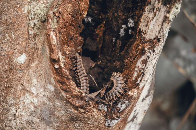 rough, pattern, trunk, lizard, animal, textured, no people, tree trunk, brown, tree, animals in the wild, environment, day, exotic, one animal, animal wildlife