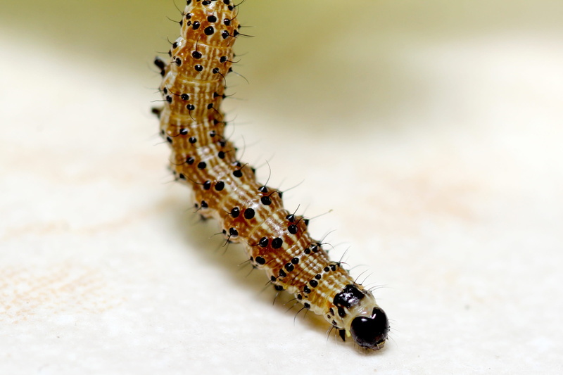 butterfly, no people, animal wildlife, animal themes, centipede, zoology, invertebrate, day, animal, probe, caterpillar, one animal, animals in the wild