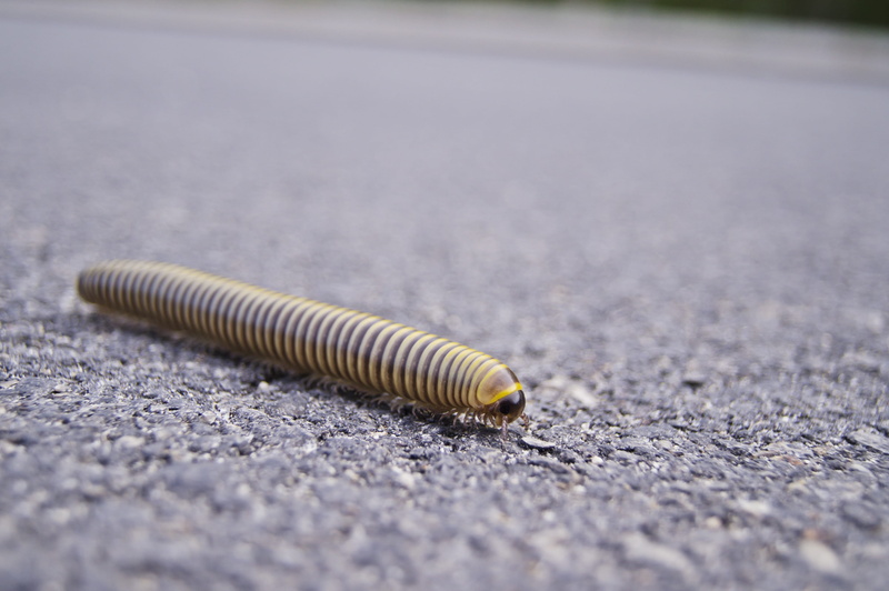 Centipedes, road, nature, invertebrate, surface level, beach, day, single object, outdoors, transportation, street, no people, yellow, animal wildlife