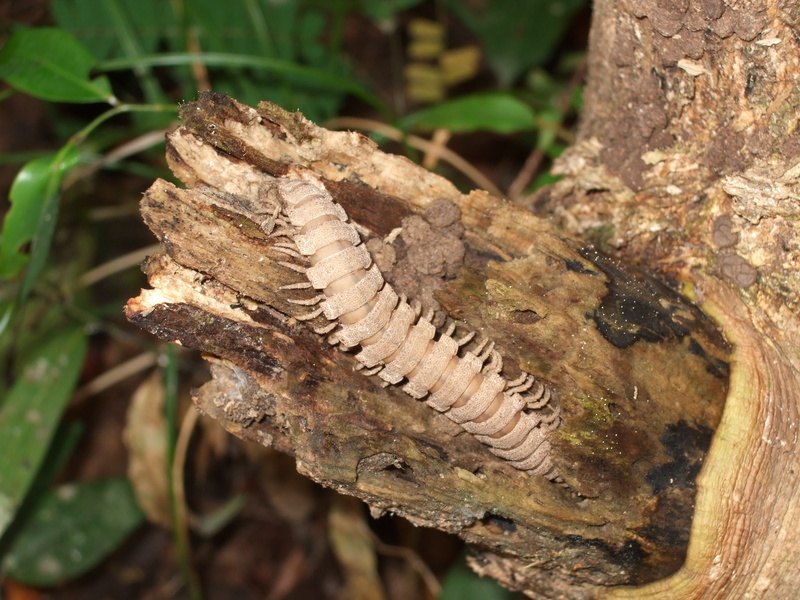 animal, trunk, insect, day, tree trunk, plant part, leaf, wood centipede, focus on foreground, animals in the wild, nature, plant, animal wildlife, close-up