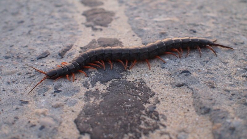 animal, high angle view, land, invertebrate, lizard, centipede, animals in the wild, outdoors, close-up, one animal, animal themes, nature, sunlight, no people