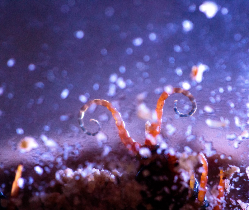 marine, animal themes, animals in captivity, animal, one animal, beauty in nature, water, swimming, centipede, sea life, close-up, sea, selective focus