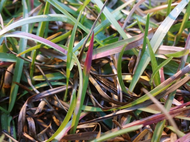 plant part, close-up, outdoors, selective focus, nature, savannah georgia, green, centipede grass, land, full frame, tranquility, plant, large group of objects