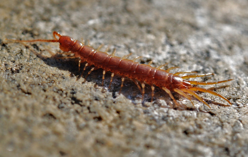 invertebrate, caterpillar, animal wildlife, brown, creep, no people, 2K, zoology, creepy, closeup, arthropod, full length, photo, animal, one animal, selective focus